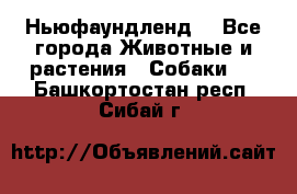 Ньюфаундленд  - Все города Животные и растения » Собаки   . Башкортостан респ.,Сибай г.